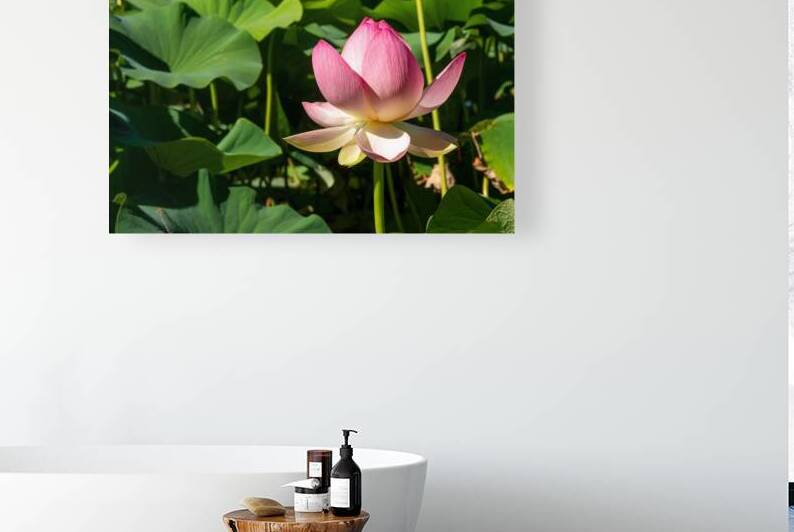 Lotus Flower by Adel B Korkor