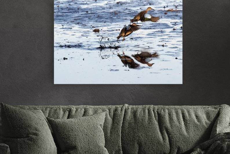 Blue-Winged Teal by Adel B Korkor