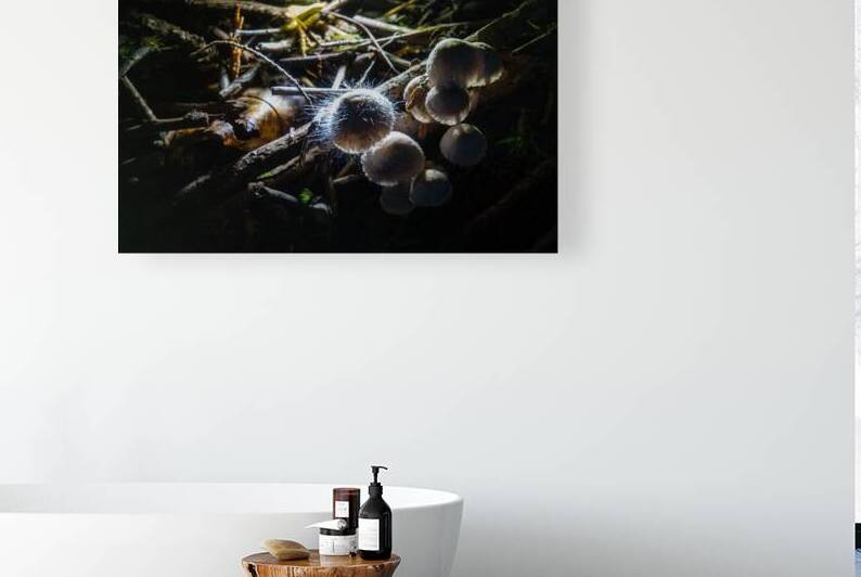 Mycena leptocephala Mushrooms by Adel B Korkor