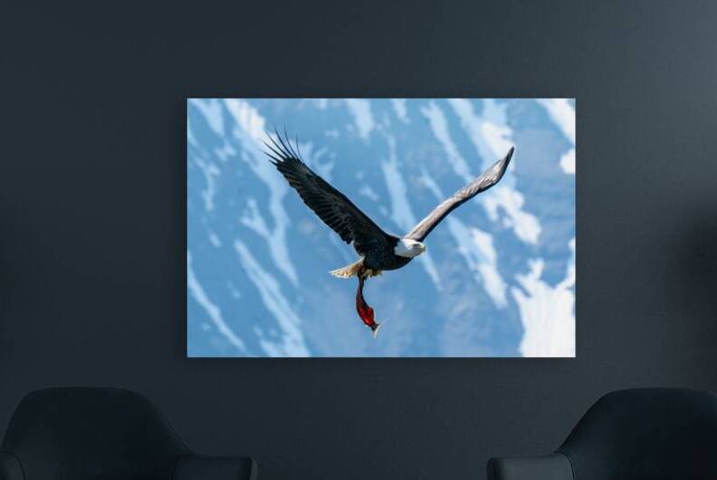 Fishing Bald Eagle by Adel B Korkor