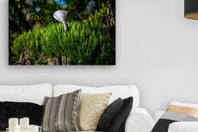 Gomphidius Mushroom by Adel B Korkor