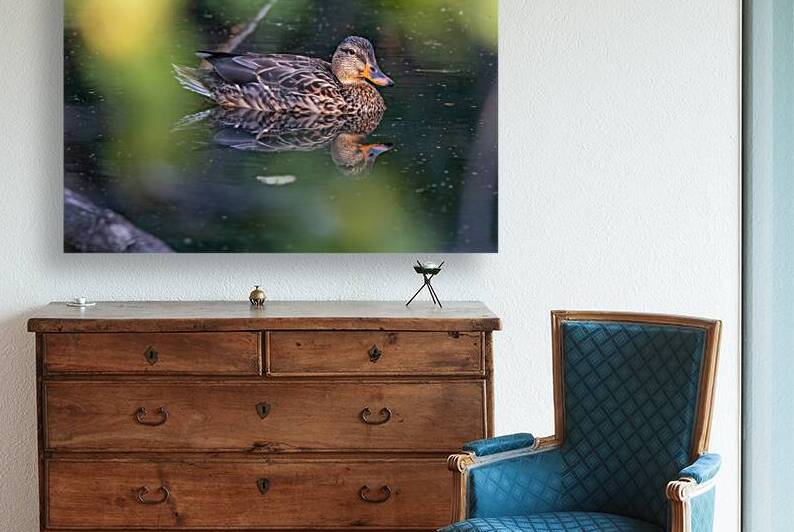 Female Mallard Duck Reflection by Adel B Korkor