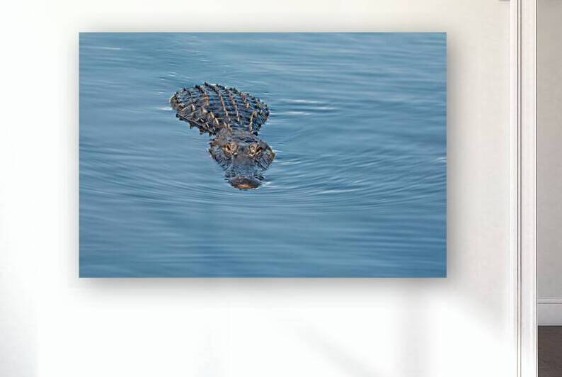 American Alligator by Adel B Korkor