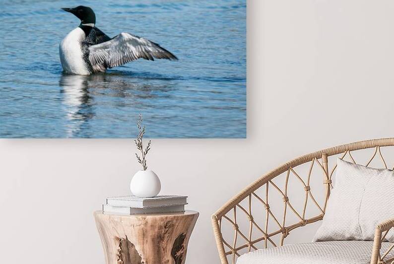 Common Loon by Adel B Korkor