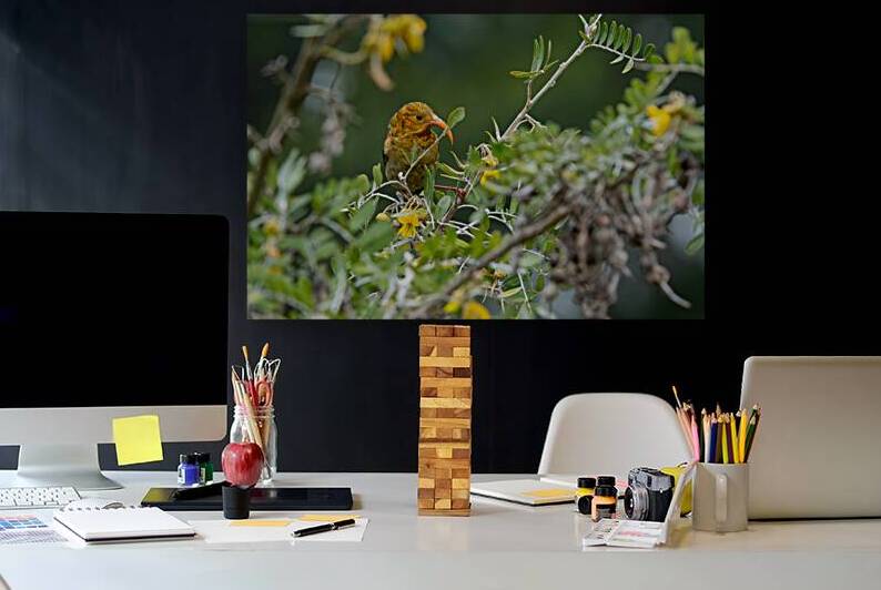 Hawaiian Honeycreeper by Adel B Korkor