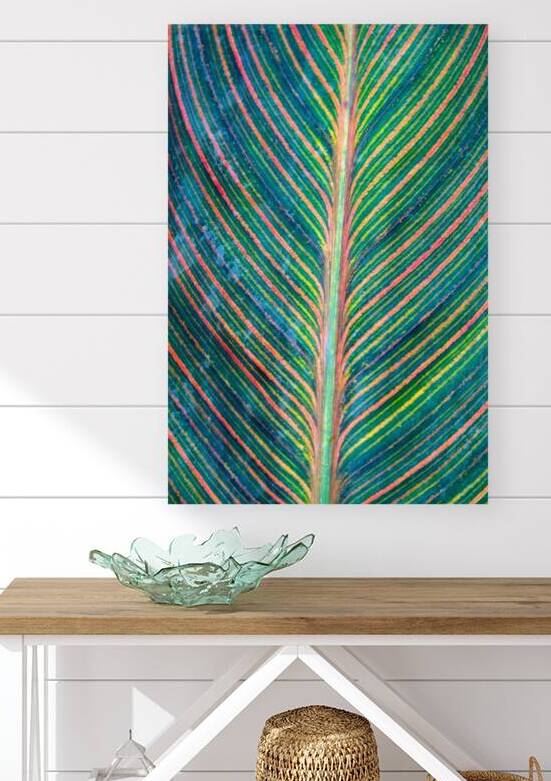 Colorful Calathea Leave by Adel B Korkor