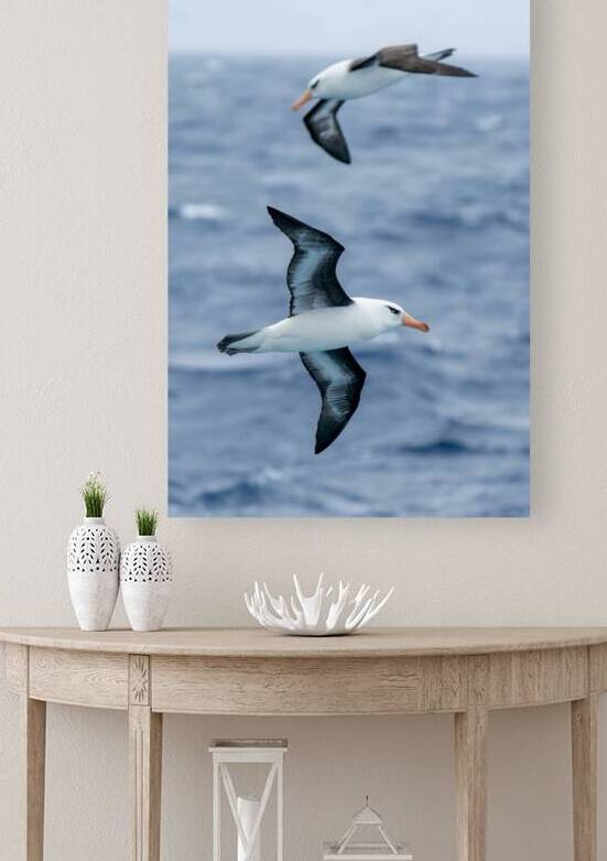 Black-browed Albatross by Adel B Korkor