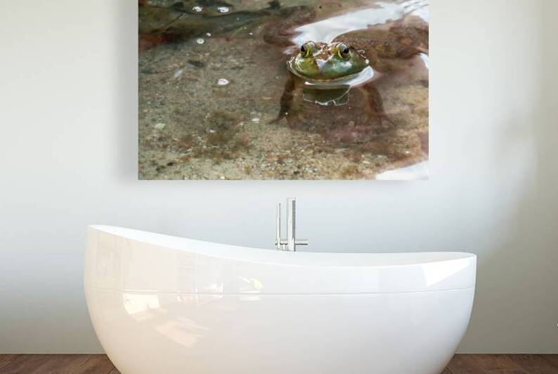 American Bullfrog Taking a Swim by Adel B Korkor