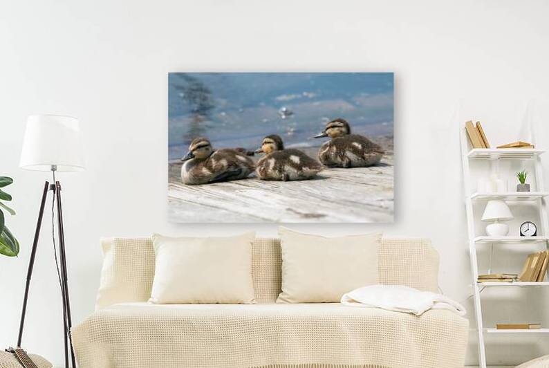 Mallard Ducklings by Adel B Korkor