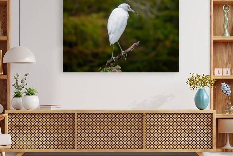 Juvenile Little Blue Heron by Adel B Korkor