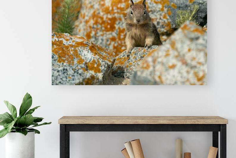 Mountain Ground Squirrel by Adel B Korkor