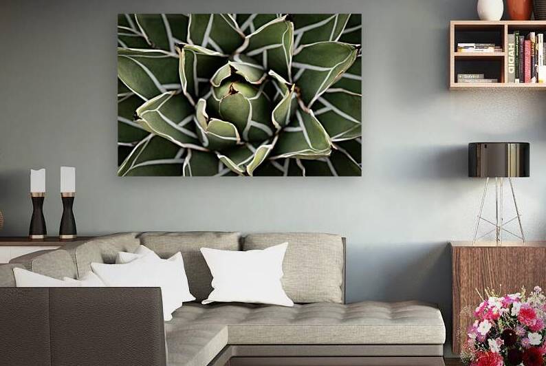 Agave Victoria-reginae Plant by Adel B Korkor