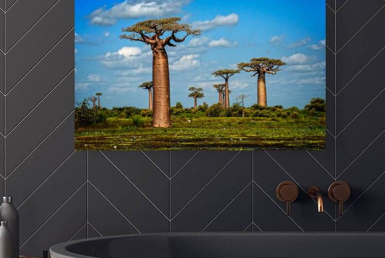 Baobab Trees by Adel B Korkor