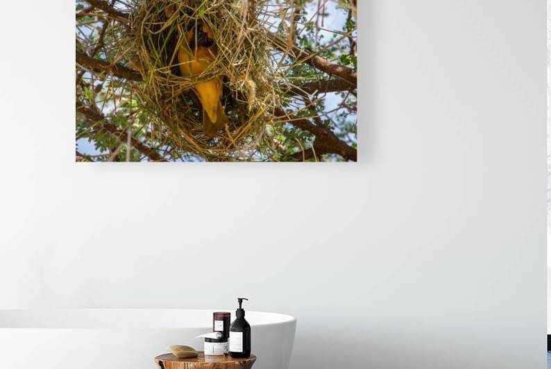 Southern Masked Weaver by Adel B Korkor