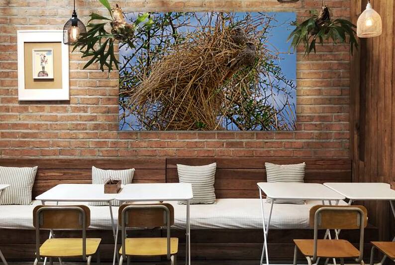Rufous-tailed Weaver by Adel B Korkor