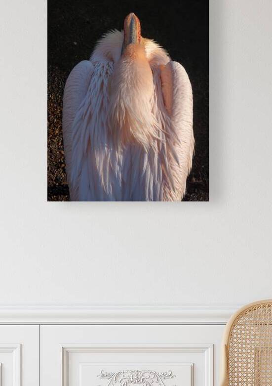 Great White Pelican by Adel B Korkor