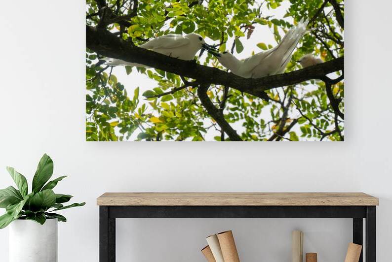 White Terns by Adel B Korkor