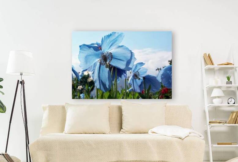 Himalayan Blue Poppy Flowers by Adel B Korkor