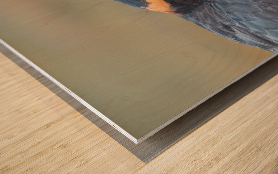 Aplomado Falcon Wood print