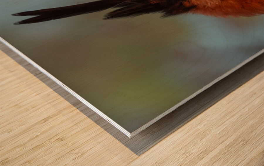 Ornate hawk-eagle Wood print