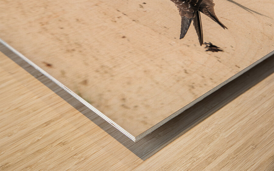 Sooty Tern Couple Wood print