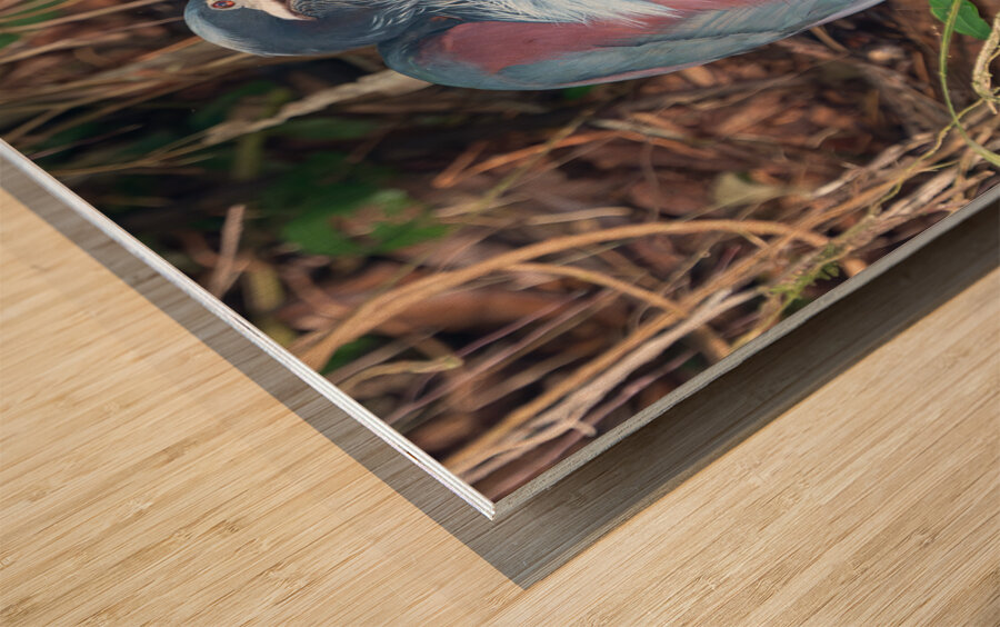 Agami Heron Wood print