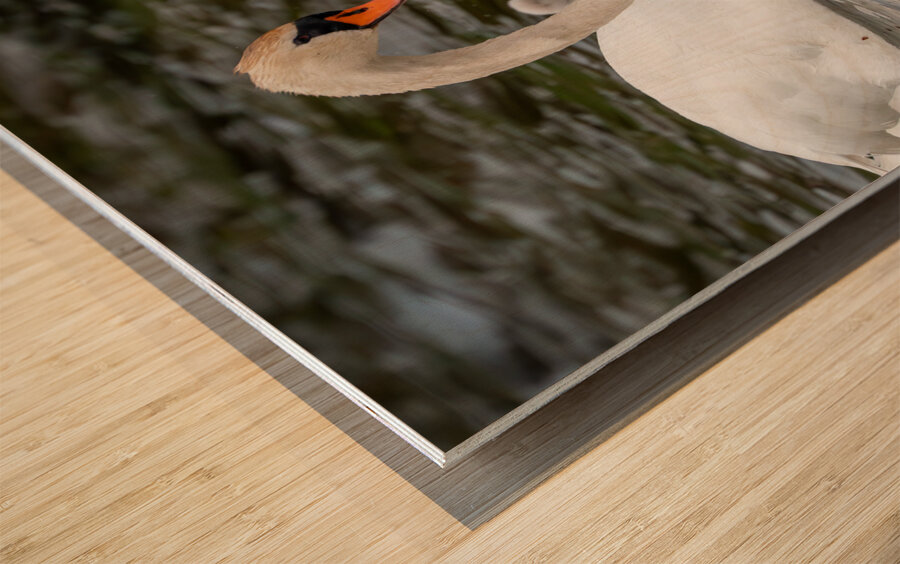 Mute Swans Wood print