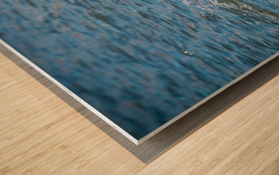 Bufflehead Ducks Wood print