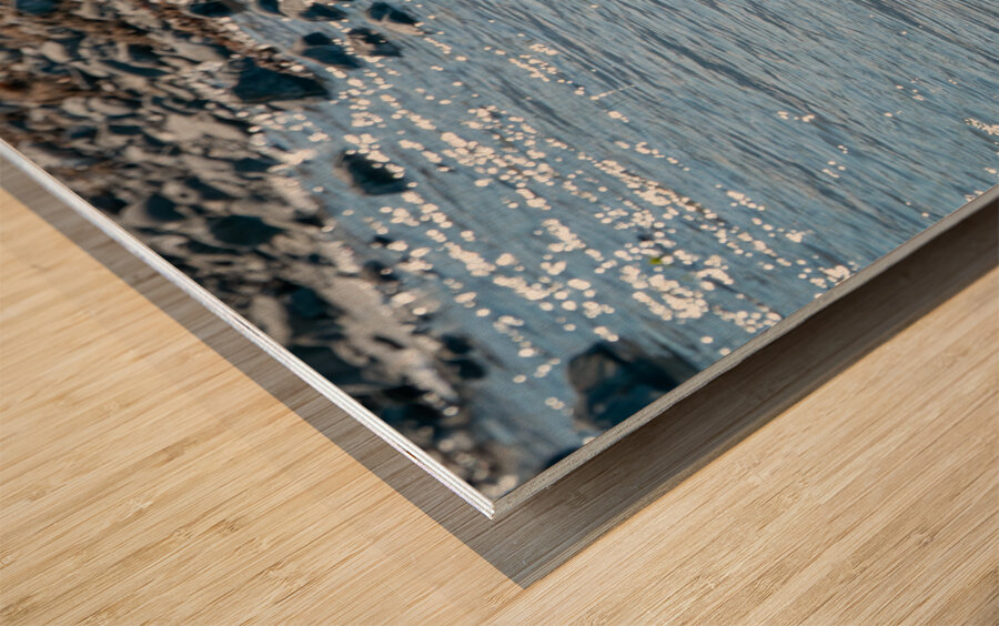 Juvenile Bald Eagle Wood print