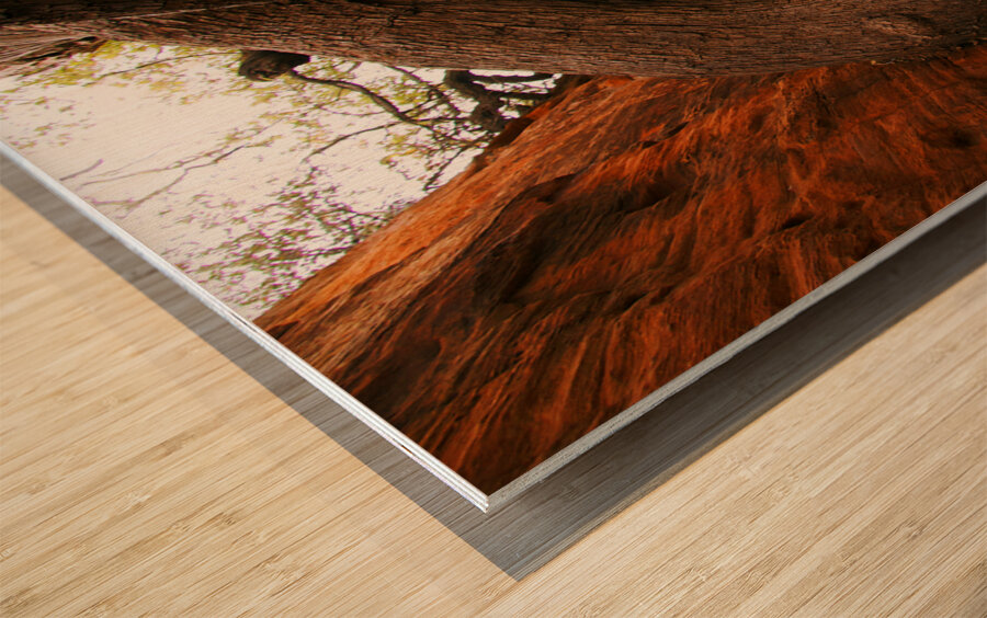 Red Rock Canyon Tree Wood print