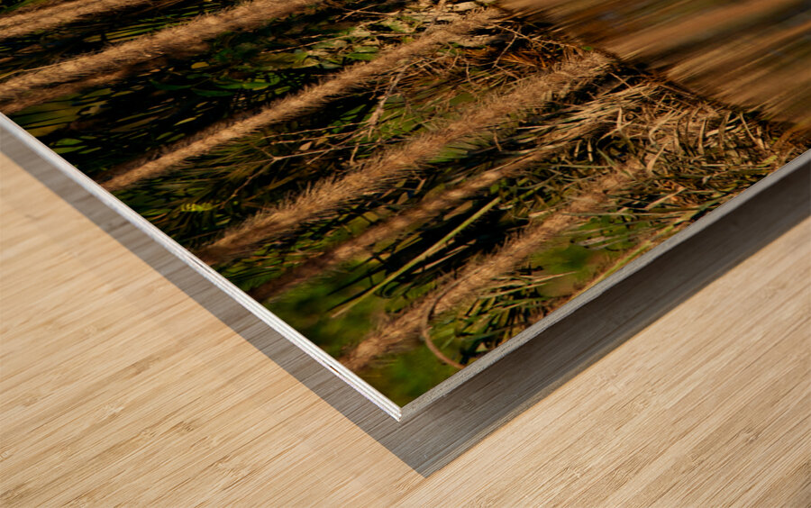Reflections In The Amazon Wood print