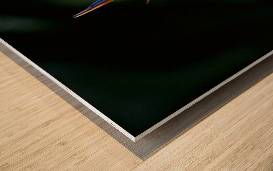 Bird of Paradise Flower Wood print