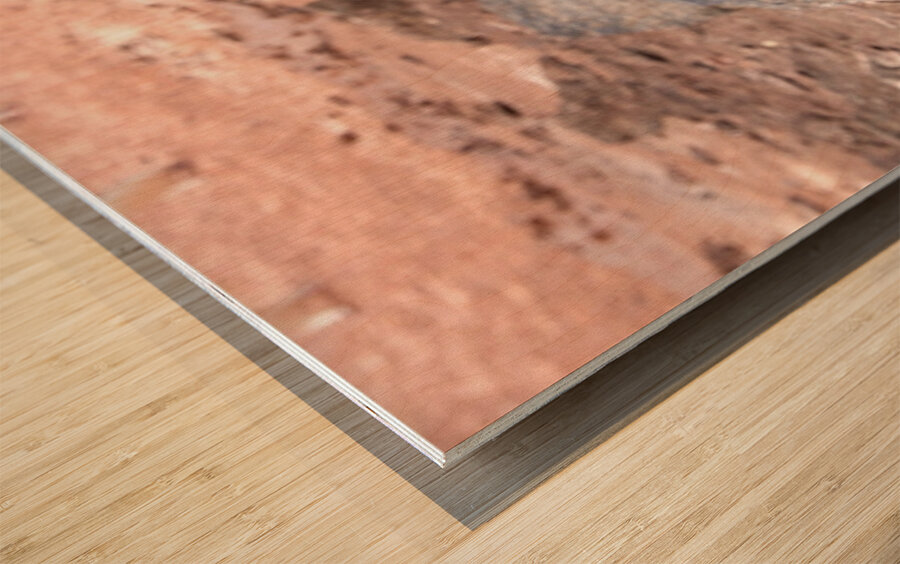 Curious Adelie Penguin Wood print