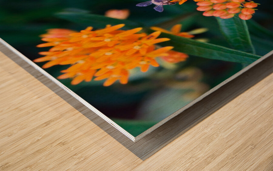 Bee on Butterfly Weeds Wood print