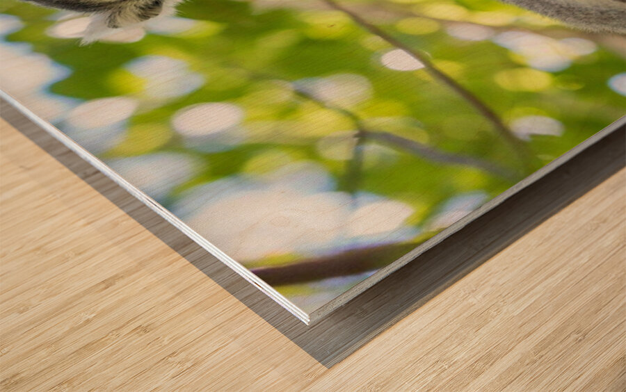 Ring-tailed Lemur Wood print