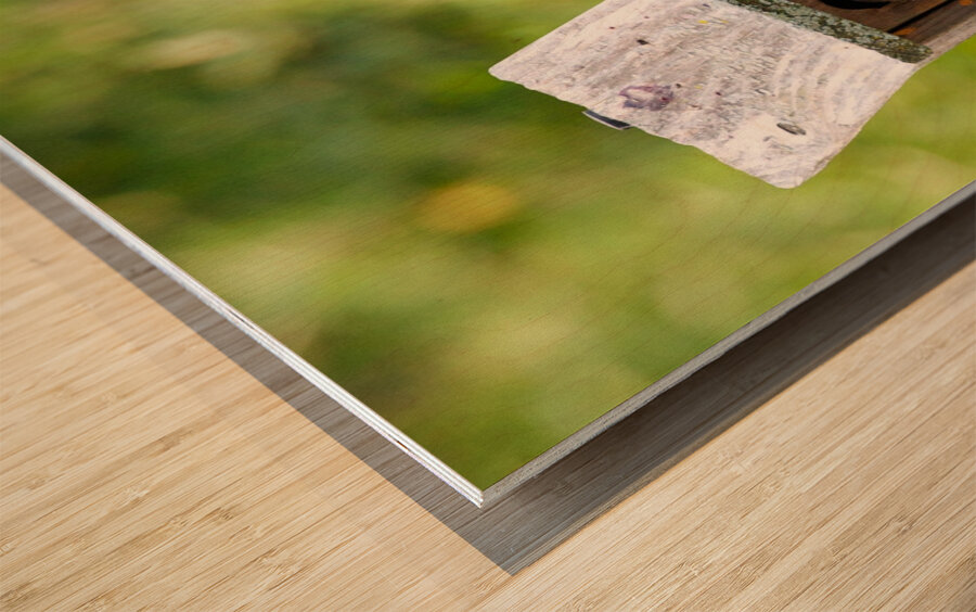 Baby Bluebirds Wood print