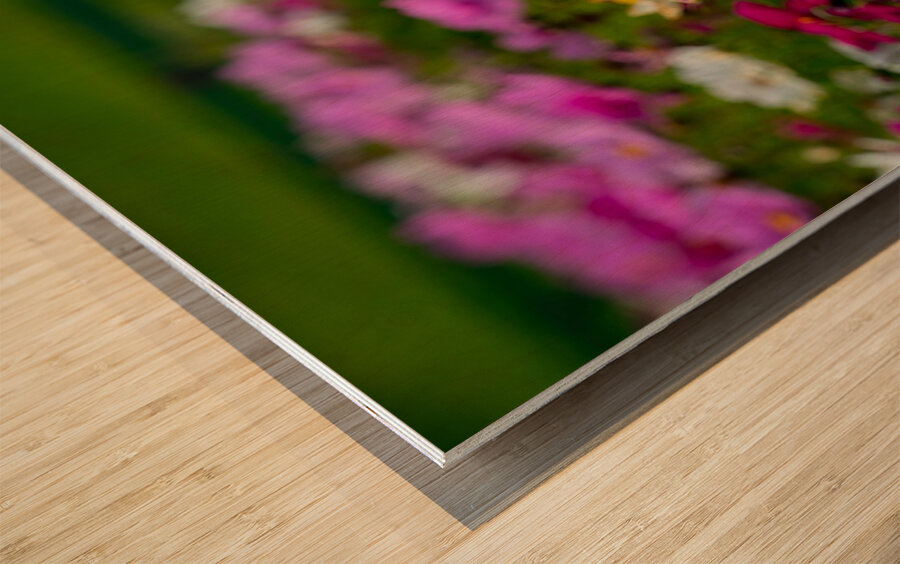 Pink Coreopsis at the Botanical Gardens Wood print