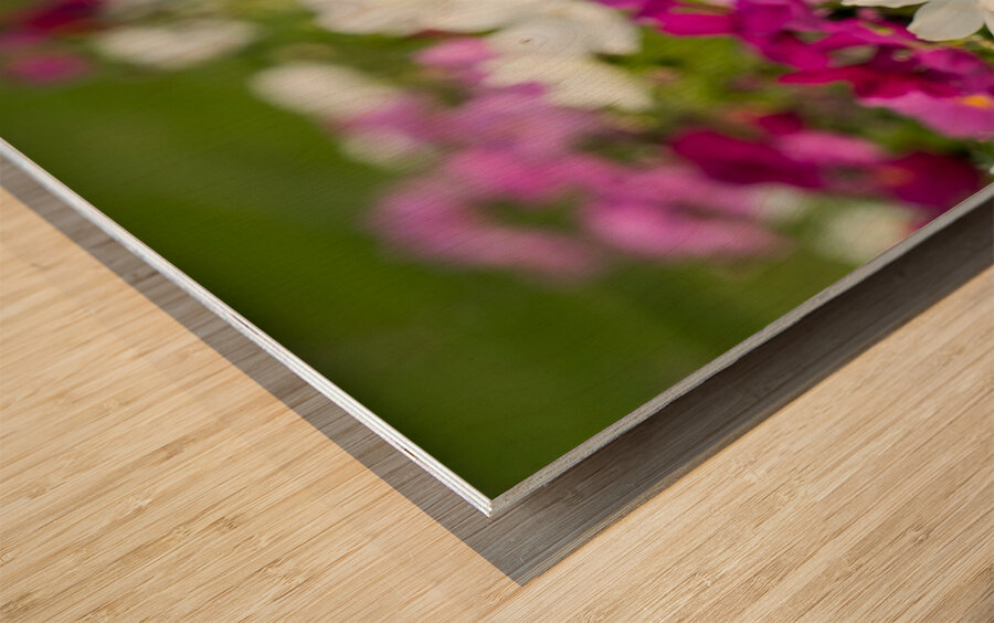 White Coreopsis at the Botanical Gardens Wood print