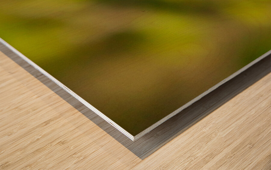 Perched Bluebird Wood print