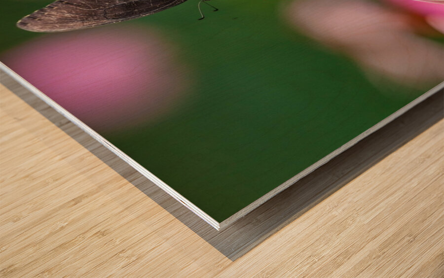 Red-Spotted Purple Admiral Butterfly Wood print