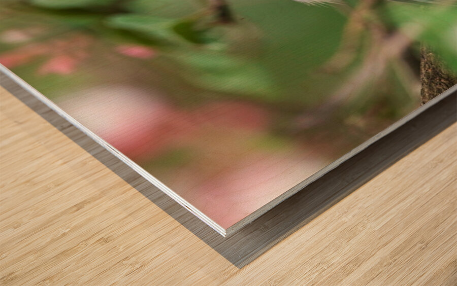 Chickadee Wood print