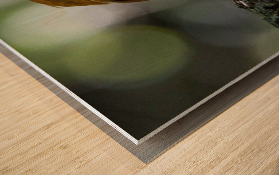 Madagascan Pygmy Kingfisher Wood print