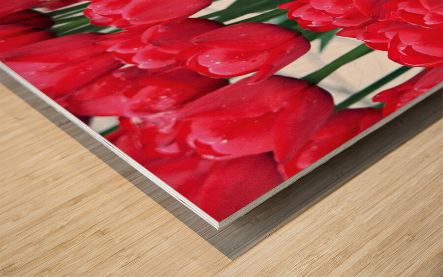 Red Tulips Wood print