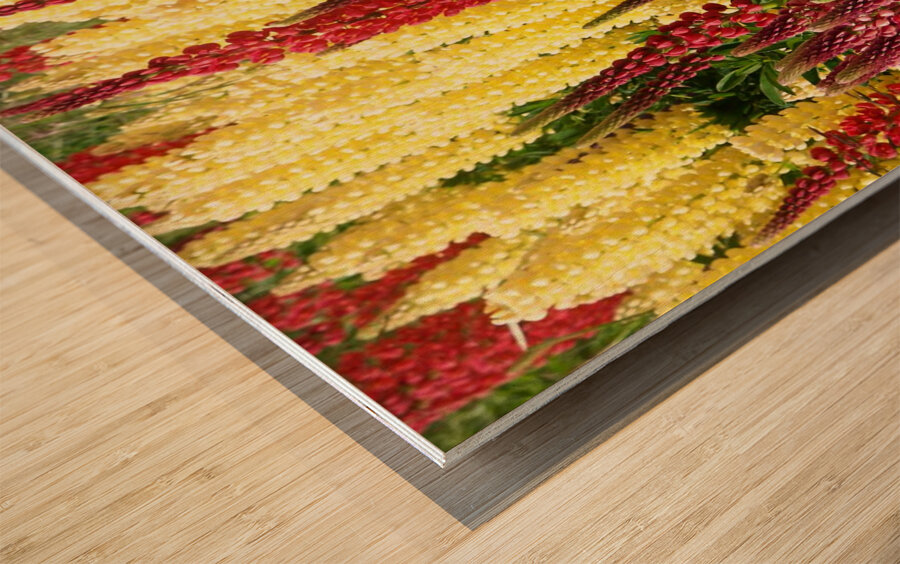 Colorful Lupines Wood print