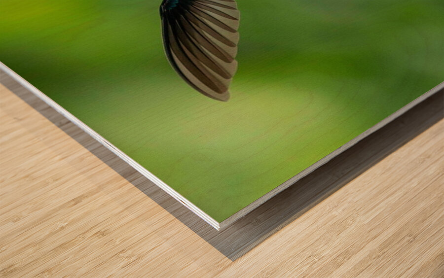 Handsome White-Necked Jacobin Wood print