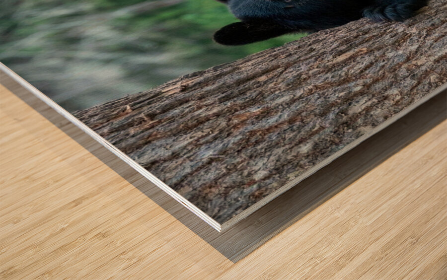 Black Bear Cub Wood print