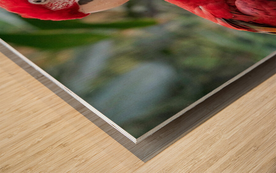 Macaws Wood print