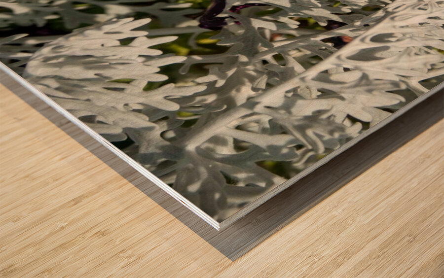 Starry Sky Burgundy Petunia Flower Wood print