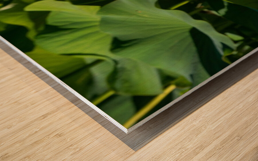 Lotus Flower Wood print