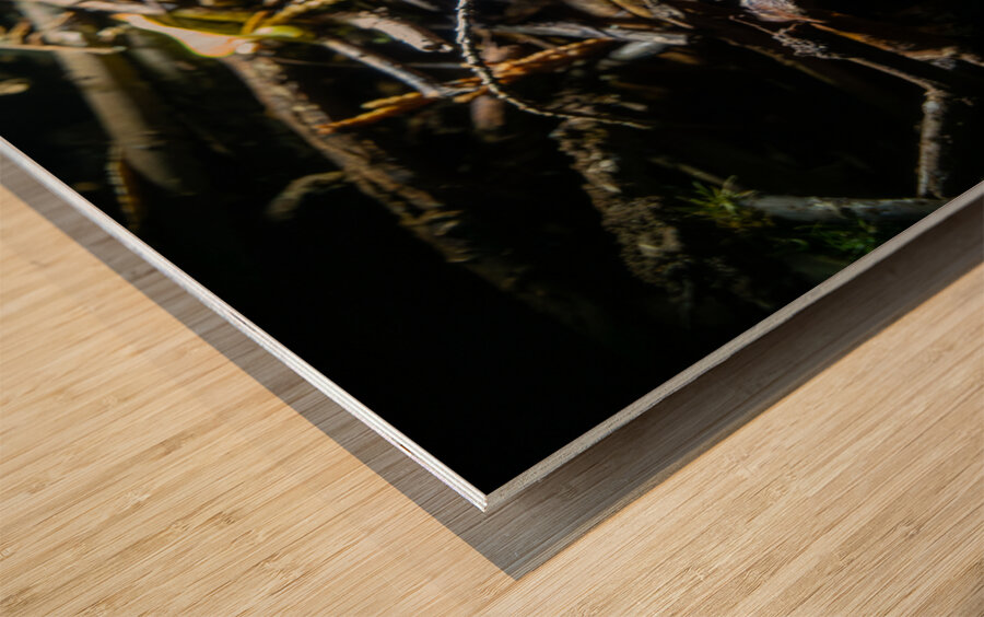 Mycena leptocephala Mushrooms Wood print